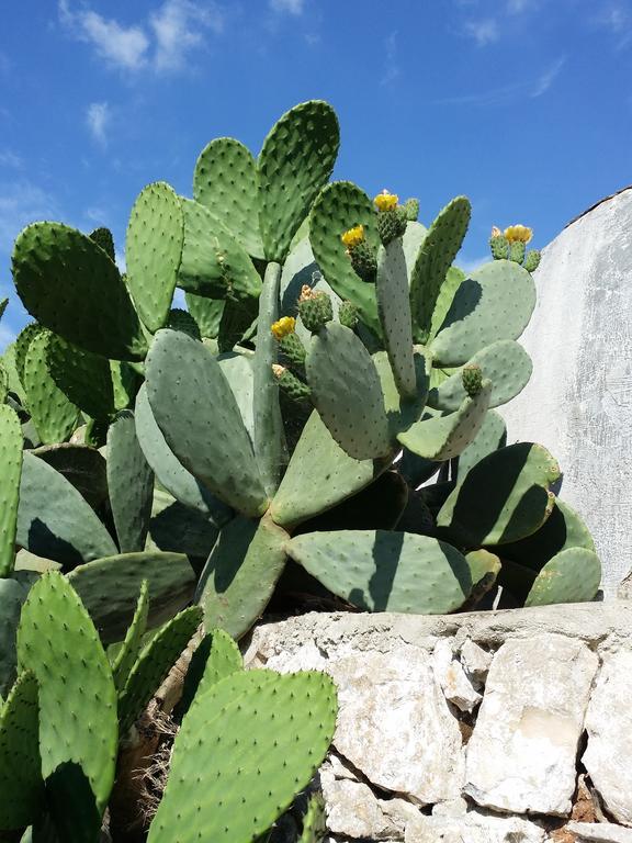 Bed and Breakfast Il Melograno Ceglie Messapica Exterior foto